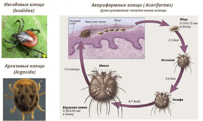 Як виглядає кліщ: повна інформація про кліщів