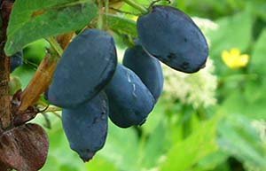 Які сорти жимолості підходять для Ленінградської області: докладний опис видів