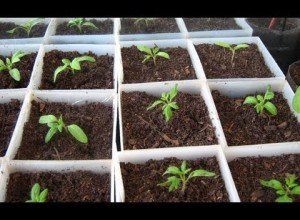 Вирощування петунії на балконі: тонкощі посадки та рекомендації по догляду