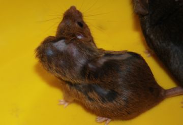 Власоед у тварин – ефективні методи лікування