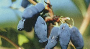 Які сорти жимолості підходять для Ленінградської області: докладний опис видів