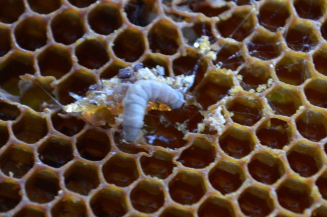 Личинки воскової молі в сучасній медицині: Застосування