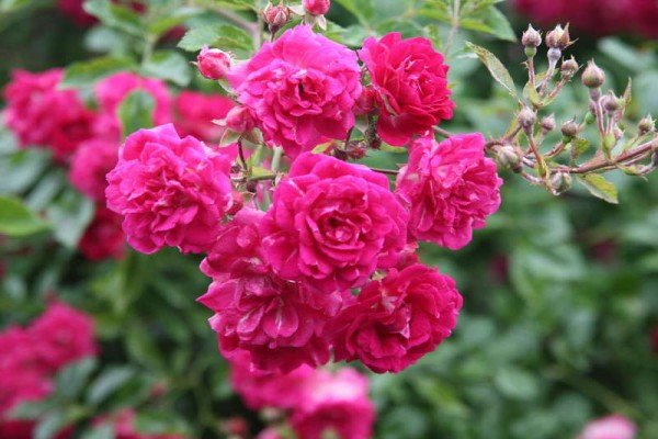 Плетисті троянди: 20 найефектніших сортів за відгуками розоводов