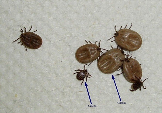 Тайговий кліщ і його небезпека для людини