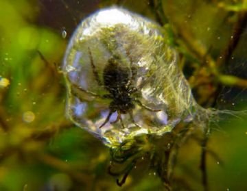 Водяні павуки: спосіб життя та особливості виду