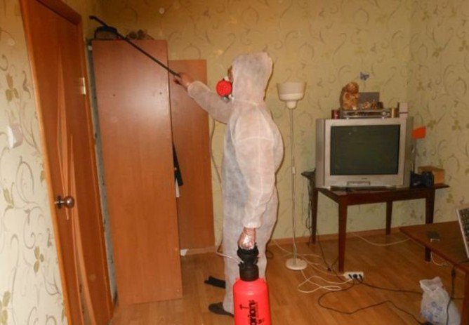 Служби дезінфекції клопів: скільки коштує і як підготувати квартиру