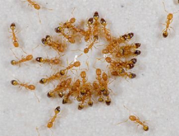 Види мурах в Росії: опис, розмноження, особливості