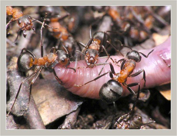Мурахи: фото, зображення, картинки