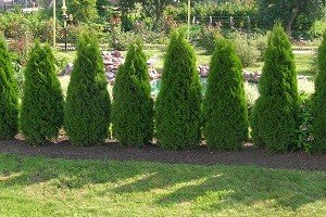 Використання туї для створення живоплоту: опис сортів та особливості формування