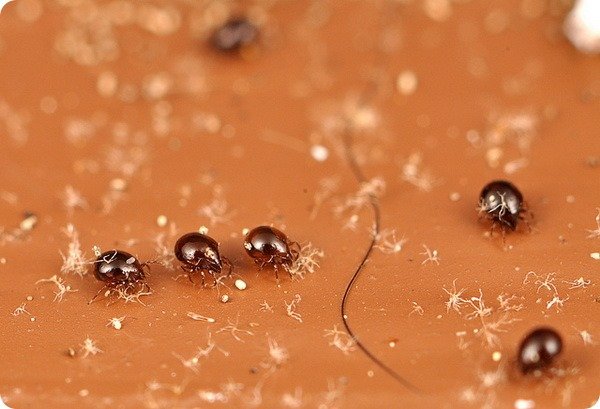 Панцерний кліщ і його місця проживання