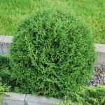 Малі елементи великого дизайну — карликові туї: особливості висадки на ділянці і опис популярних сортів