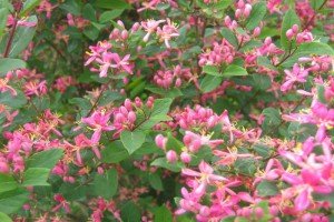 Садова рослина жимолость: що ми знаємо про чагарнику