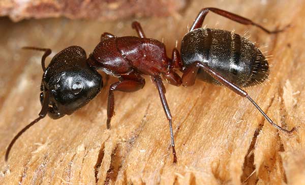 Як правильно і швидко побороти мурах на дачі