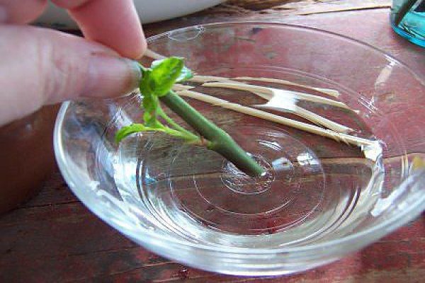 Розмноження плетистих троянд: ефективні методи отримання нових рослин і їх опис