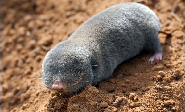 Як боротися з кротами: докладний опис безлічі способів