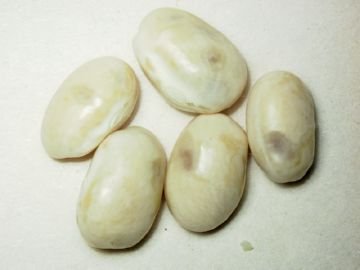 Квасолева зернівка: опис і ефективні методи боротьби в домашніх умовах