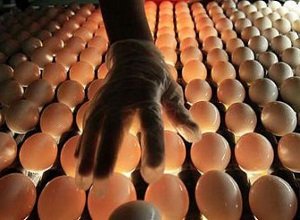 Як виводять курчат в інкубаторі: керівництво по вирощуванню курчат в домашніх умовах, поради птахівників і відео