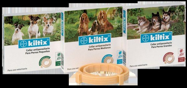 Нашийник від кліщів для собак: який нашийник вибрати і як його носити