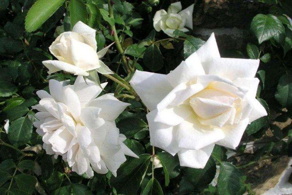 Плетисті троянди для Підмосковя: огляд кращих сортів з описом та рекомендаціями по догляду