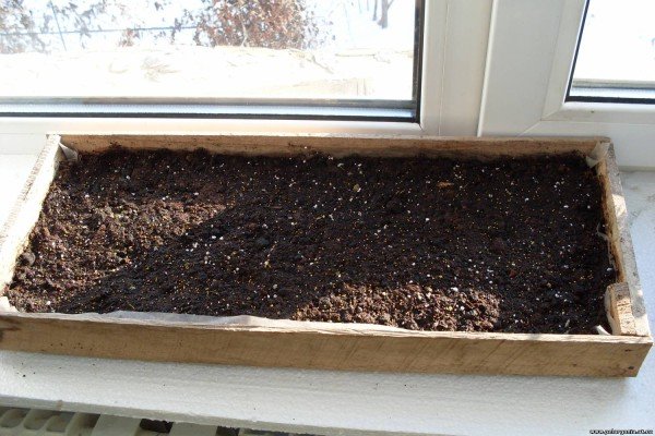 Вирощування петунії на балконі: тонкощі посадки та рекомендації по догляду