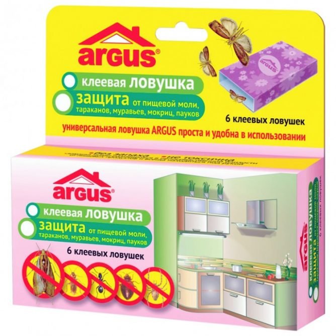 Як відрізнити моль харчову від платтяна і як з нею боротися