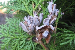 Зразок порядку і гармонії — туя східна Ауреа Нана: характерні особливості