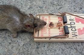 Засіб проти щурів і мишей   яке використовувати в будинку, відгуки покупців