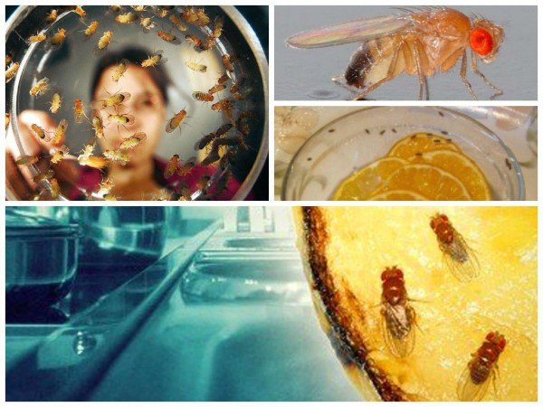 Мошки в квіткових горщиках як позбутися: рекомендації для усунення даної проблеми