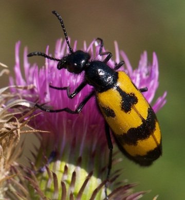 Обережно! Отруйні комахи. Небезпека укусу отруйної комахи. Які наслідки можуть бути