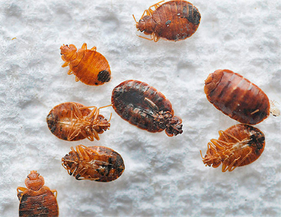 Як позбутися від клопів у квартирі – народні методи боротьби