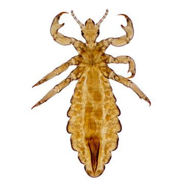 Що таке платтяна воша, і які симптоми їй супроводжують