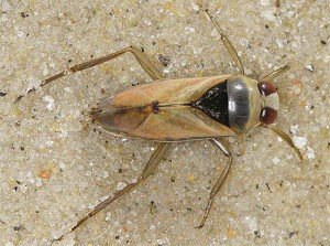 Клопи: фото та короткий опис найбільш поширених видів