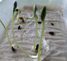 Вирощування петунії на балконі: тонкощі посадки та рекомендації по догляду