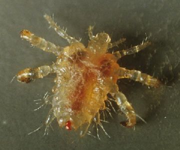 Позбавлення від гнид і вошей, методи і способи знищення