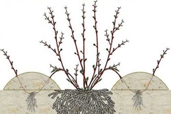 Розмноження плетистих троянд: ефективні методи отримання нових рослин і їх опис