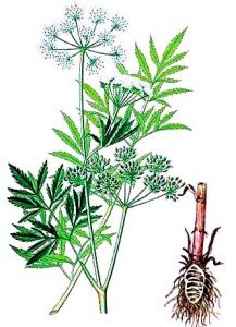 Отруйні рослини – віх отрутний