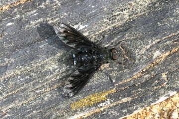 Траурница – комаха з сумним іменем