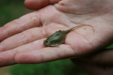 Щитень – загроза для посівів рису. Популярні види, методи боротьби та профілактики