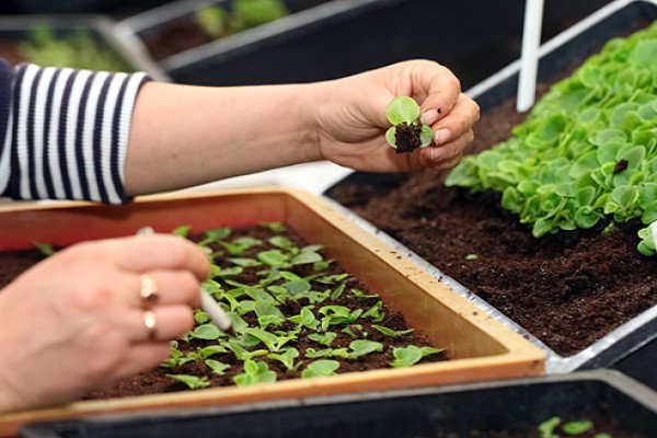 Петунія Джоконда каскадна: індивідуальні особливості сорту, нюанси вирощування та догляду