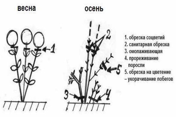 Гортензія деревоподібна сорту «Анабель» — невибагливий чагарник з великими суцвіттями для посадки в саду