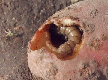 Небезпечні шкідники дині й ефективні методи боротьби з ними