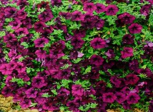 Петунія Джоконда каскадна: індивідуальні особливості сорту, нюанси вирощування та догляду