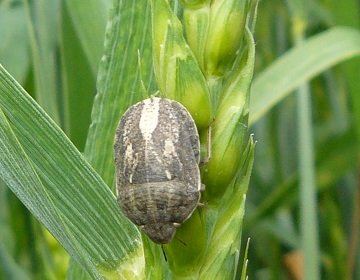 Клоп шкідлива черепашка: шкоди і методи боротьби з ним