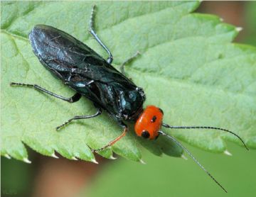 Зірчастий, одиночний і інші різновиди пильщика ткачів: опис та заходи боротьби