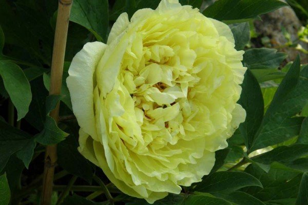 Якими бувають жовті багаторічники: види і сорти рослин, опис та фото з назвами