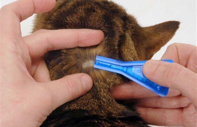 Блохи у кошеняти: Як позбутися і Що зробити