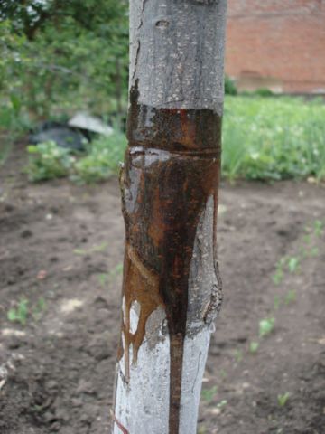 Як вибрати і встановити клейовий ловчий пояс для плодових дерев