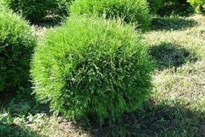 Малі елементи великого дизайну — карликові туї: особливості висадки на ділянці і опис популярних сортів