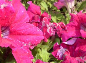 Вирощування петунії на балконі: тонкощі посадки та рекомендації по догляду