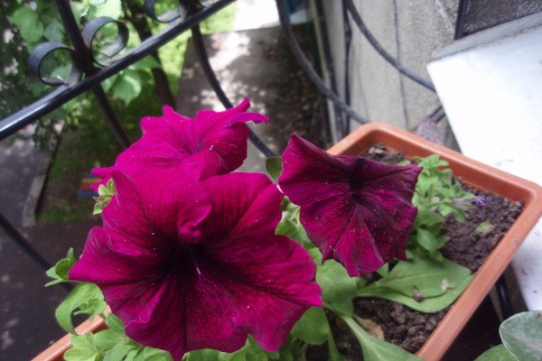 Петунія крупноквіткова: огляд сортів і особливості вирощування